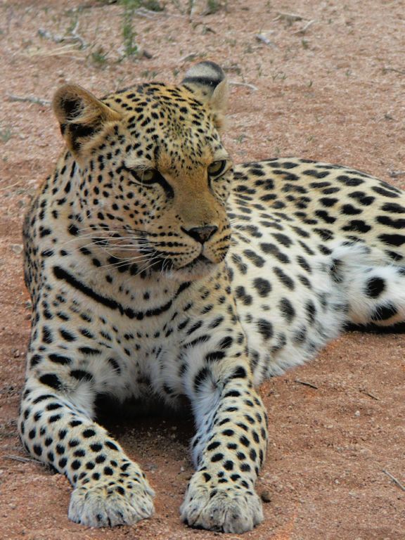 leopard 